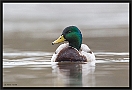 Wilde Eend, Mallard, Anas platyrhynchos Location: Wierden, the Netherlands wilde eend2 MG 4548-2 kopie